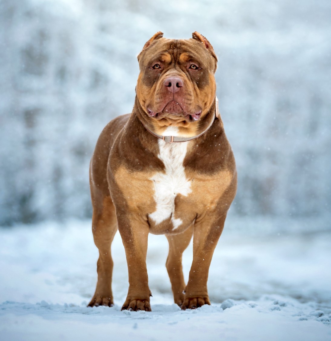 Real Best Bullies Hermes